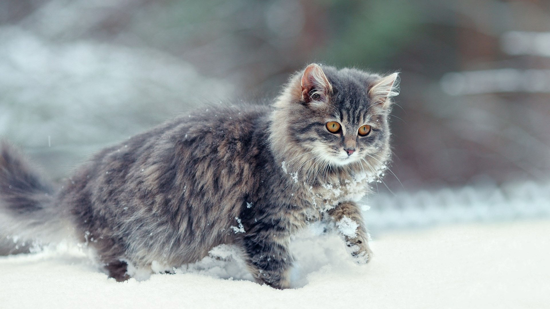 Кошки сибирские