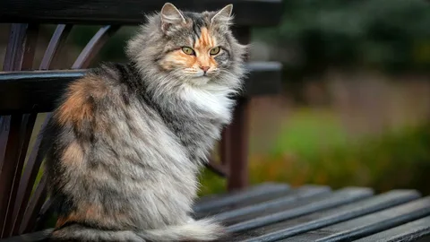 Кошки дворовые и бродячие