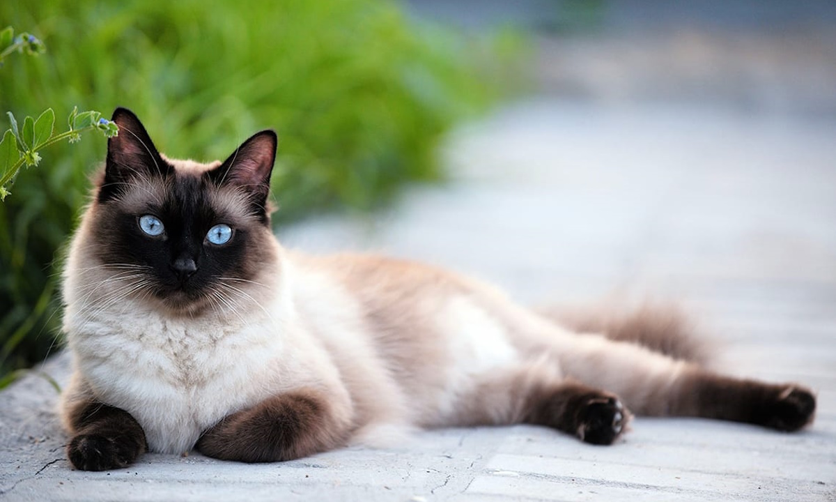 Кошки сиамские