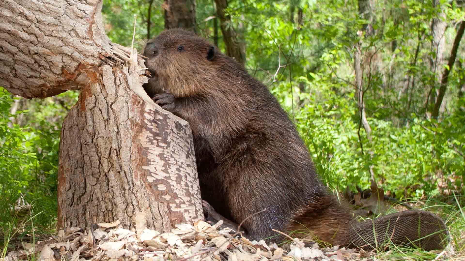 Грызуны. Бобры.